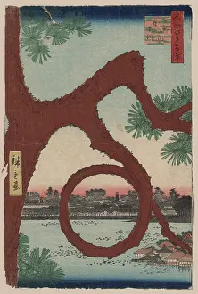 Ueno: Moon pine, Ueno