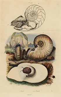 Casse: Moon snail and nautilus