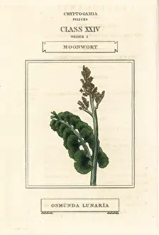 Lunaria: Moonwort, Botrychium lunaria