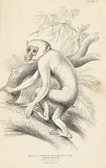 Macaca: Moor macaque, Macaca maura