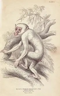 Macaca: Moor macaque, Macaca maura, albino?