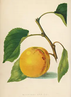 Apricot: MOOR PARK APRICOT