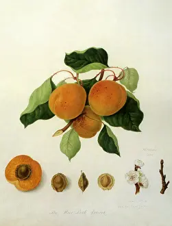 Linnaeus: Moor Park Apricots
