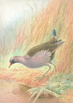 Moorhen: Moorhen