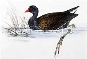 Gallinula: MOORHEN