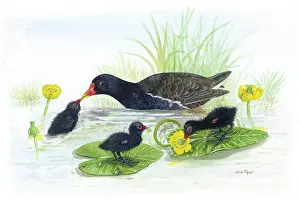 Moorhen: Moorhen with three chicks