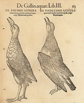 Xylograph: Moorhen and collared pratincole