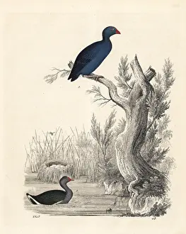 Hyacinthinus: Moorhen and purple swamphen