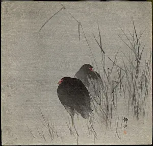 Gloomy: Two moorhens- Japanese print