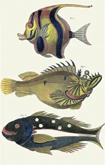 Flaps: Moorish Idol & Two Other Exotic Fish