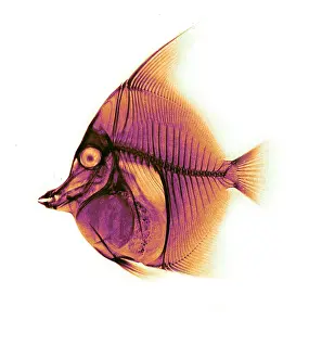 Cornutus: Moorish Idol Fish, X-ray, 1896