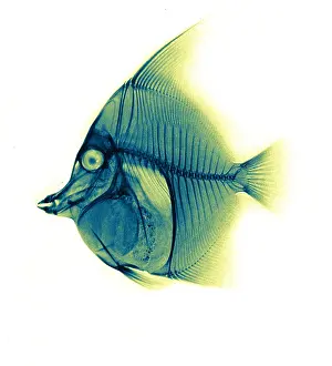 Cornutus: Moorish Idol Fish, X-ray, 1896