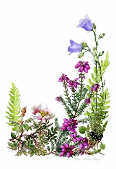 Burnet: Moorland Flowers