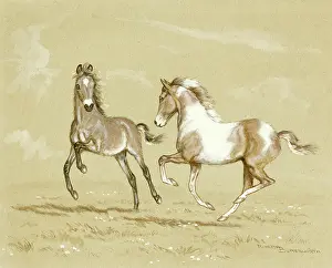 Foals: Moorland Foals