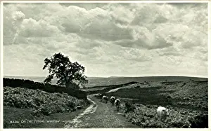 Whitby: The Moors, Whitby, Yorkshire