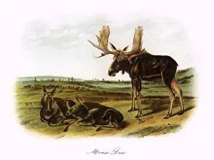 Moose: Moose