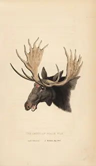 Alces: Moose, Alces alces