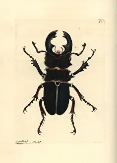 Alces: Moose beetle, Odontolabis alces
