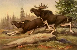 Moose: Moose Couple
