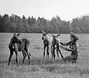 Moose Domestication Farm in Sumarokovo Village