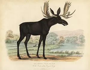 Smellie: Moose or elk, Alces alces