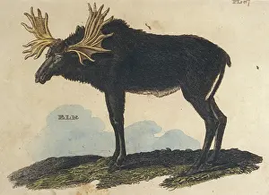 Moose: MOOSE (ELK)/BRIGHTLY