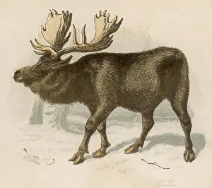 Moose: Moose (Elk) - Scrap - Brittan