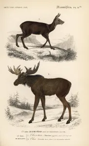 Moose or Eurasian elk, Alces alces, and royal