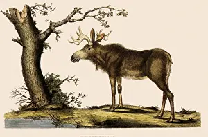 Moose: Moose Facing Tree