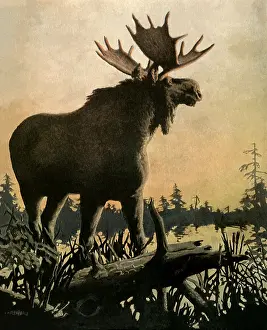 Moose: Moose by the River