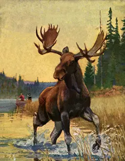 Goodwin: Moose Runs From Hunters