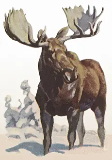 Loose: Moose in Snow
