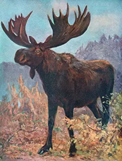 Moose: MOOSE(ELK)/CUTHBERT SWAN