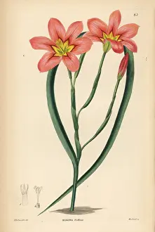 Weddell: Moraea collina
