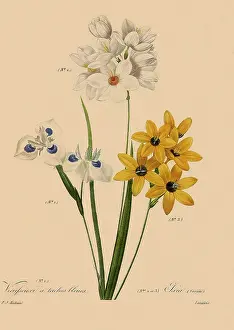 Related: Moraea tricuspidata, Ixia maculata, Ixia polystachya