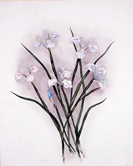 Moraea: Moraea Tripetala, circa 1910-1920