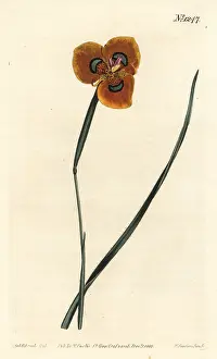 Sansom: Moraea tulbaghensis