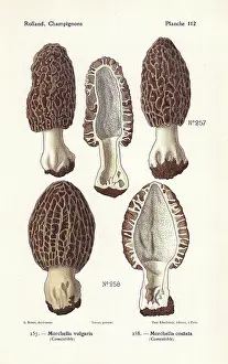 Morel: Morel mushrooms