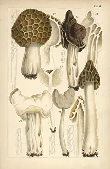 Morel: Morel, saddle and helvella mushrooms