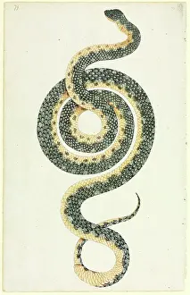 Coil: Morelia spilota, diamond python