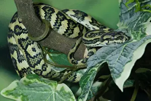 Scaled: Morelia spilota, Jaguar carpet python