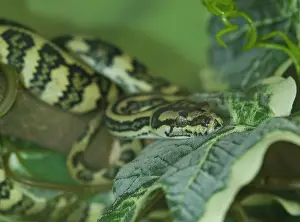 Scaled: Morelia spilota, Jaguar carpet python