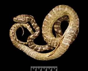 Essington: Morelia spilota variegata, carpet python