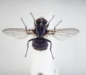 Sweat: Morellia simplex, sweat fly