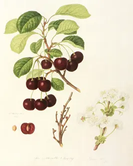 Linnaeus: Morello Cherries