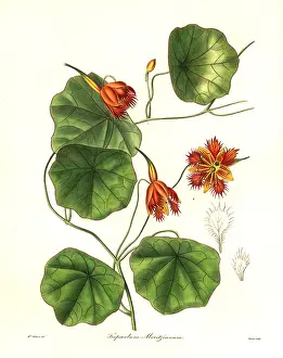 Nasturtium: Moritz Indian cress, Tropaeolum moritzianum