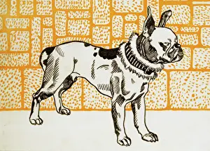 Moriz: Moriz Jung. Pitbull Terrier. Wiener