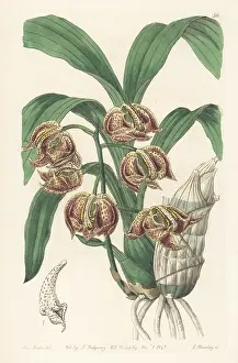 John Lindley: Mormodes aromatica orchid