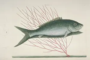 Albula: Mormyrus ex cinereo nigricans, bone-fish