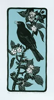 Blackbirds: Morning Has Broken - Blackbird singing on blossom